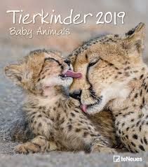 CALENDAR 2019 BABY ANIMALS / TIERKINDER