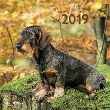 CALENDAR 2019 SAUSAGE DOG