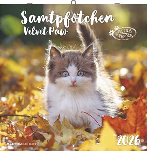 CALENDARI 2026 VELVET PAW