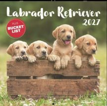 CALENDARI 2027 LABRADOR RETRIEVER