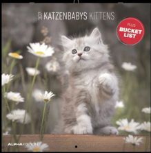CALENDARI 2027 KITTENS / KATZENBABYS