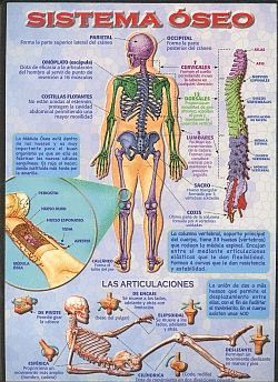 SISTEMA ÓSEO - LÁMINA